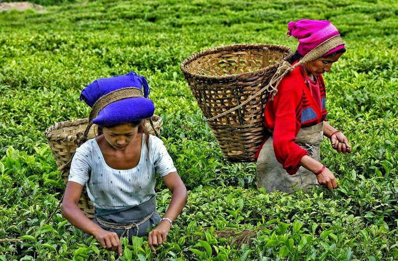 Ella Day Tour: with Tea Factory Visit from Colombo/Bentota - How the Day Actually Feels: Timing, walking, and weather