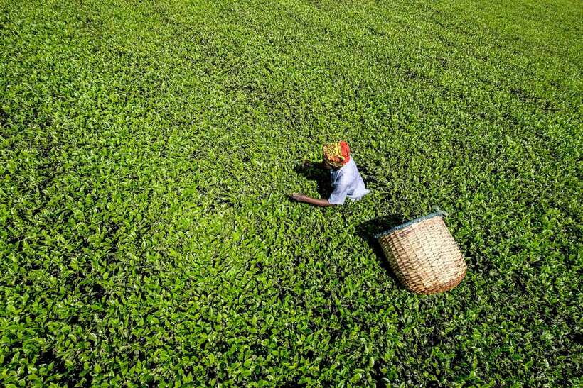 Ella Day Tour: with Tea Factory Visit from Colombo/Bentota - Price and Value: What $159 Buys You (and what it doesn’t)