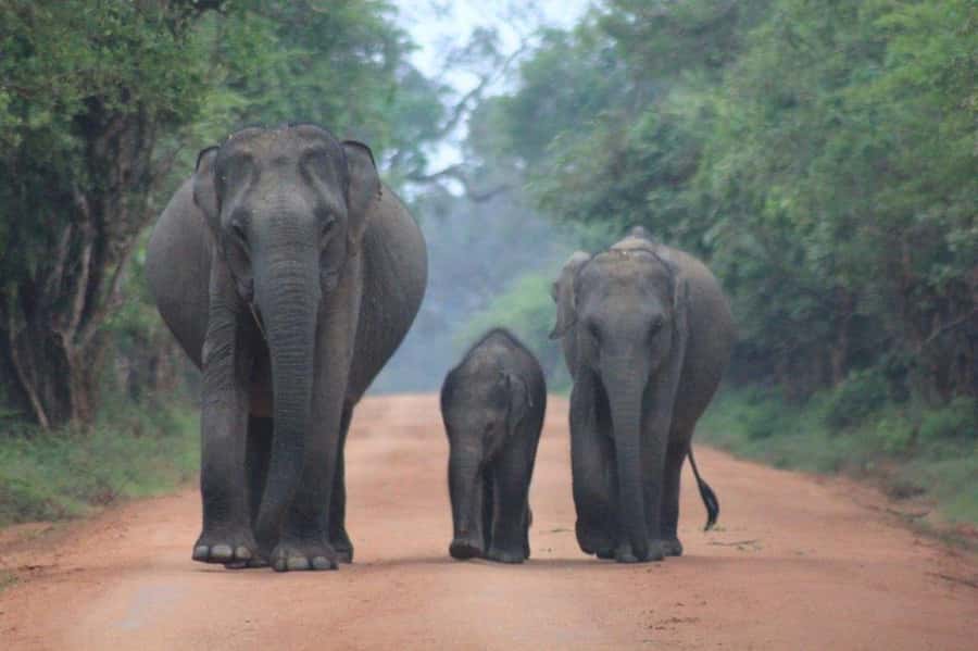 ELLA: Drop to Tangalle/Hiriketiya/Mirissa/Galle & Yala Tour - Wildlife odds in Yala: what you can realistically hope to see