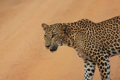 ELLA: Drop to Tangalle/Hiriketiya/Mirissa/Galle & Yala Tour - What happens in Yala: the safari flow and why the jeep matters