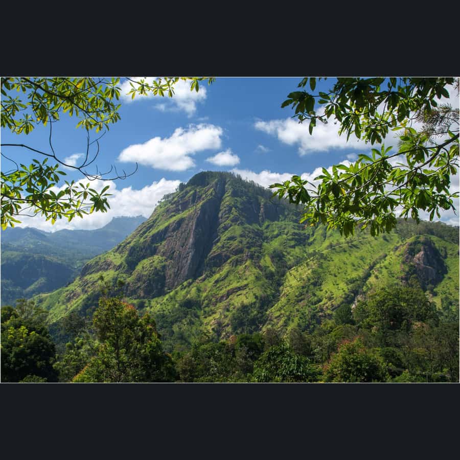 ELLA: Drop to Tangalle/Hiriketiya/Mirissa/Galle & Yala Tour - The human part: guides who spot, explain, and place you well
