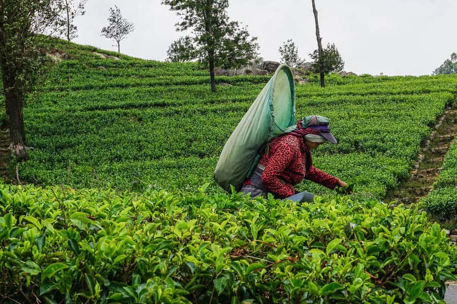 ELLA Lipton Seat Tea Test & Pluck 9Arch, Waterfalls, & Lunch - Ella Rock vs. Little Adam’s Peak: choosing the hike you actually want