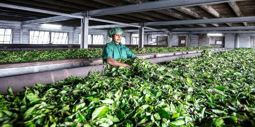 Ella: Lipton's Seat Tour with Dambetanna Tea Factory Visit - Key moments worth your attention
