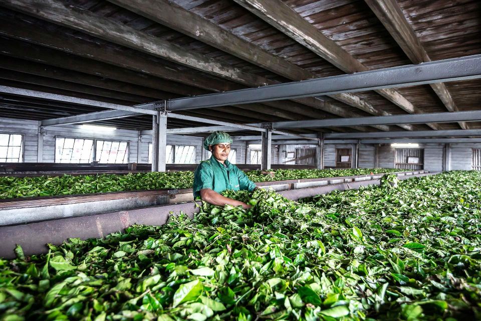 Ella: Lipton's Seat Tour with Dambetanna Tea Factory Visit - Price and value: is $65 per person fair here?
