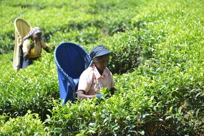 Ella Private Day Tour with Train Ride and Visit to Nine Arch - The Demodara to Bandarawela train ride: where the day clicks