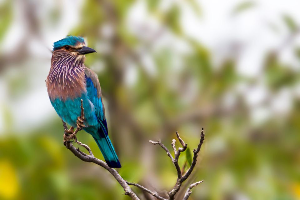 Ella: Safari Day Trip to Yala & Udawalawe with Lunch - Price and Entrance Fees: The Real Value Math for $95
