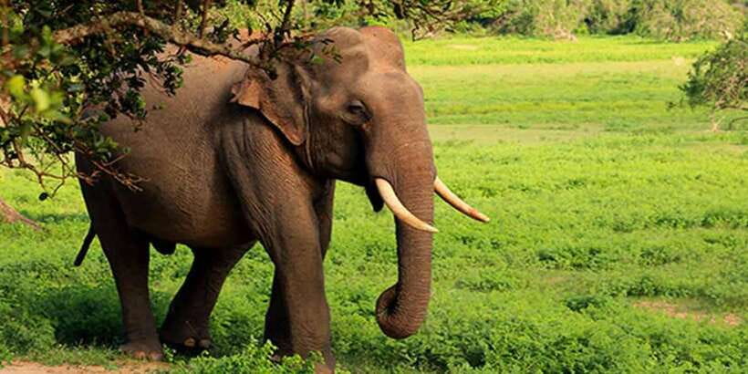 Ella: Shuttle to Tangalle/Mirissa/Galle w Udawalawe Safari - Timing, Pickup, and How to Avoid Day-of Friction