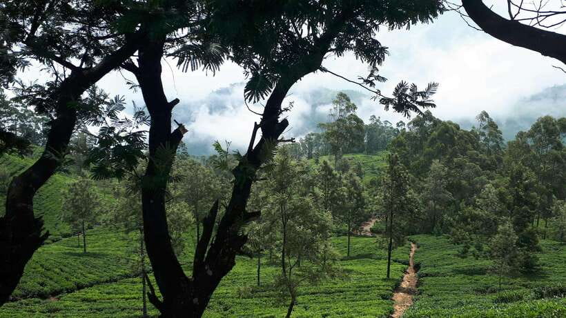 Ella: The Pekoe Trail Stage 16 - Ella to Demodara - Demodara Railway Loop viewpoint: watching trains that don’t reverse