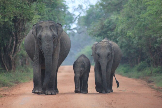Ella to Tangalle/Hiriketiya/Mirissa/Galle Shuttle & Yala Safari - Ella to Yala and Down to the Coast: The Big Picture