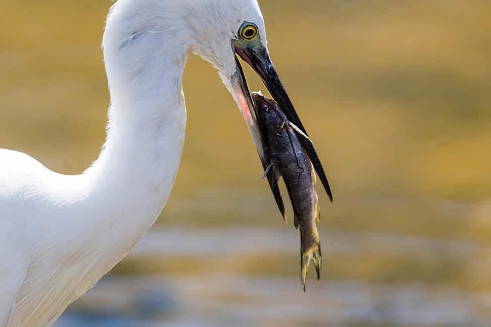 Ella: Transfer to Hikkaduwa & Yala Safari Tour - Ella to Yala to the south coast: what this day actually buys you