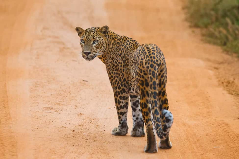 Ella: Transfer to Hikkaduwa & Yala Safari Tour - Pickups from Ella-area hotels and drop-offs on the coast