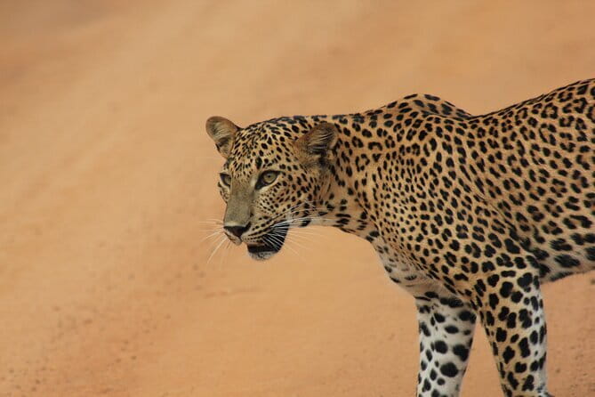 Ella: Transfer to Tangalle/Mirissa/Galle & Yala/Udawalawe Safari - Getting from Ella to the coast: logistics that matter