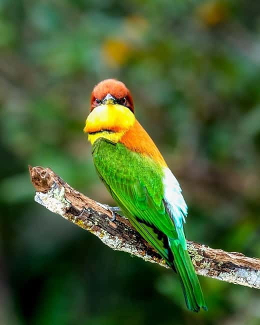 Ella : Yala Safari Drop : Arugambay / Arugam bay / Pottuvil - The wildlife angle: what the tour sets you up to see