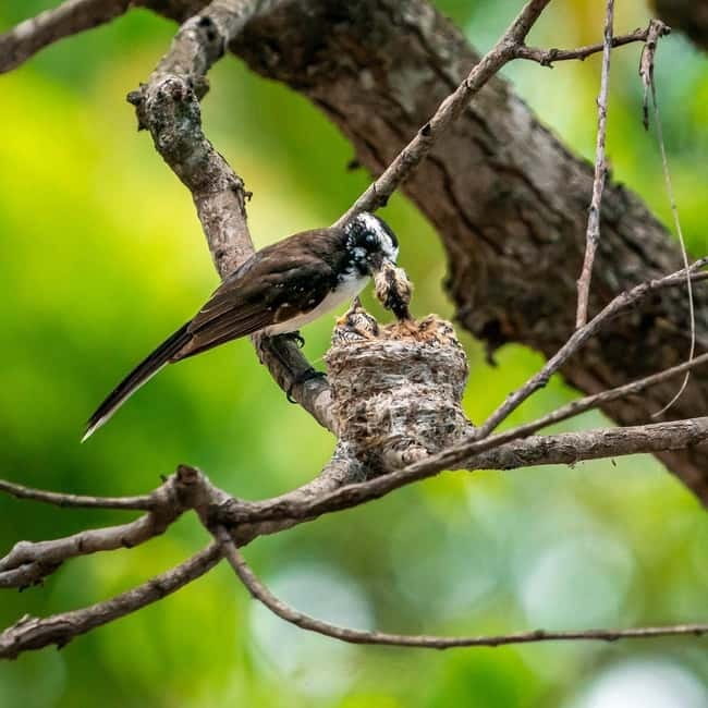 Ella: Yala Safari with Drop at Tangalle/ Hiriketiya/ Mirissa - Should You Book the Ella–Yala–Coast Safari?