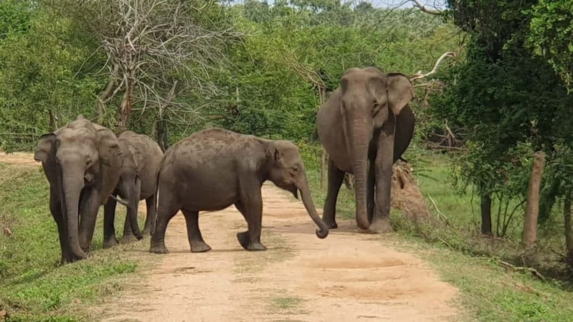Ella: Yala Safari with Drop at Tangalle/ Hiriketiya/ Mirissa - Ella to Yala: The Long Drive You’ll Actually Enjoy