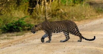 Ella: Yala Safari with Drop at Tangalle/ Hiriketiya/ Mirissa - Getting Into Yala: Sunrise, Sunset, and Guided Spotting