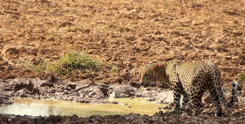 Ella: Yala Safari with Drop at Tangalle/ Hiriketiya/ Mirissa - The Arrival Rhythm: Photos, Toilet Stops, and Food Reality