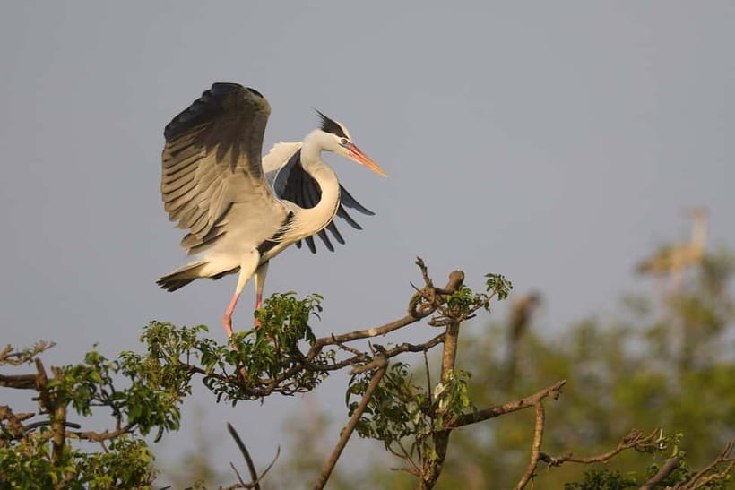 Ella: Yala Safari with Drop at Tangalle/ Hiriketiya/ Mirissa - Who This Safari Suits Best (and Who Should Skip It)