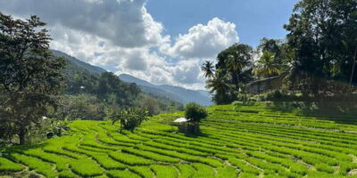 Exclusive knuckles Camping Tour from kandy - Day 1: Tea trail trekking, wooden bridges, and a silent forest vibe