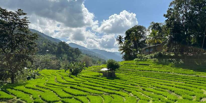 Exclusive knuckles Camping Tour from kandy - Day 1: Tea trail trekking, wooden bridges, and a silent forest vibe