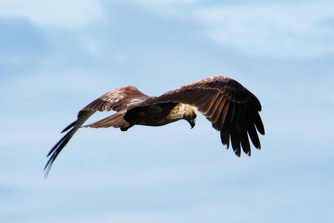 Exclusive: Muthurajawela Bird Watching Tour with Transfers - Why Muthurajawela is a birdwatcher’s quick win from Colombo