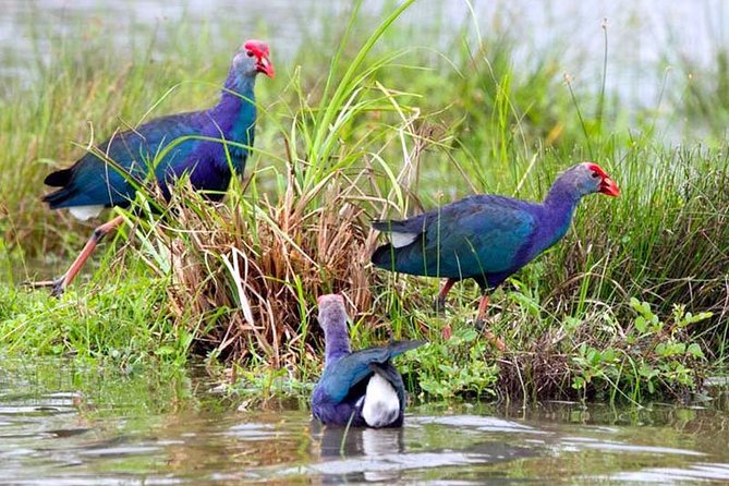 Exclusive: Muthurajawela Bird Watching Tour with Transfers - Mangroves, crabs, and the quiet logic of the wetland