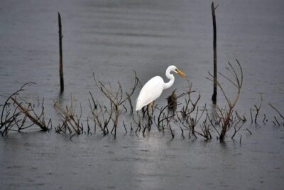 Exclusive: Muthurajawela Bird Watching Tour with Transfers - The boat ride through Muthurajawela: what you’ll look for