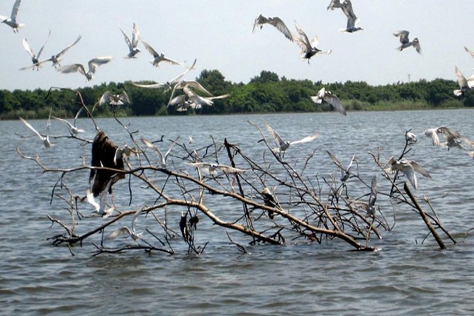 Exclusive: Muthurajawela Bird Watching Tour with Transfers - Timing and duration: plan for an early start and a short, focused ride