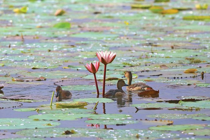 Exclusive: Muthurajawela Bird Watching Tour with Transfers - Price and value: why $35 can make sense