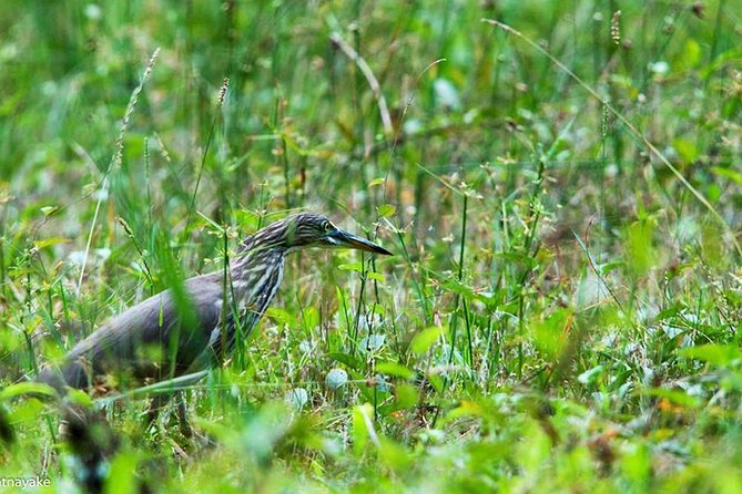 Exclusive: Muthurajawela Bird Watching Tour with Transfers - Comfort and small logistics that matter on a marsh boat