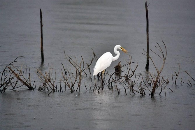 Exclusive: Muthurajawela Bird Watching Tour with Transfers - The boat ride through Muthurajawela: what you’ll look for