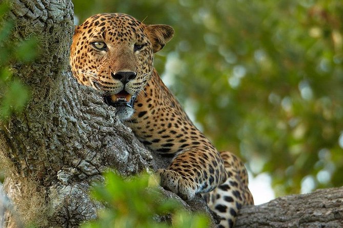 Exclusive : Overnight Leopard Safari with Luxury Glamping - Day 2: dawn safari energy plus the lake-breakfast nature trail
