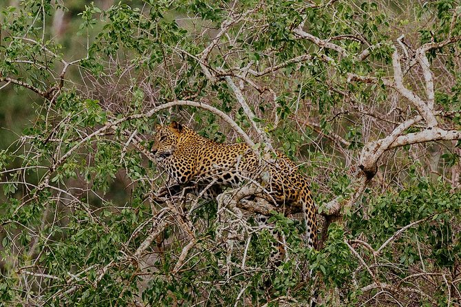 Exclusive : Overnight Leopard Safari with Luxury Glamping - Who this safari suits best