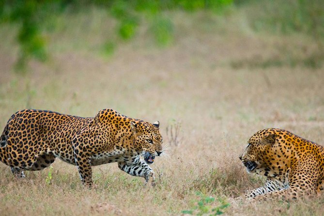 Exclusive : Overnight Leopard Safari with Luxury Glamping - Getting to Yala: Colombo pickup and the comfort factor