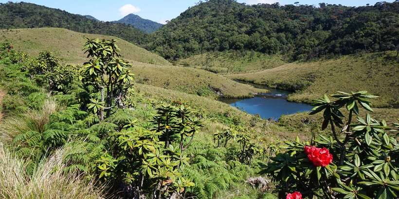 Exclusive: Private Horton Plains, Tea Plucking tour & Lunch - Why this private Horton Plains + tea day works (and where it can get tough)