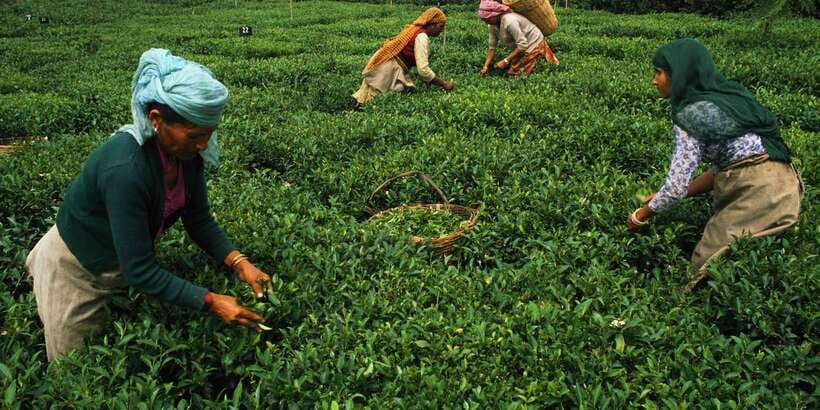Exclusive: Private Horton Plains, Tea Plucking tour & Lunch - Private guiding: when it shines, and how to protect your day