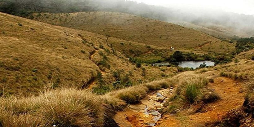 Exclusive: Private Horton Plains, Tea Plucking tour & Lunch - What to bring, and what to skip