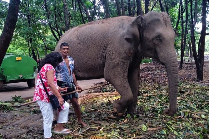 Explore Colombo by Tuk Tuk Morning & evening (Private Tours) - Getting started in Cinnamon Gardens: Viharamahadevi Park and Independence Square