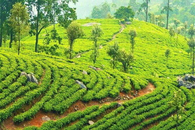 Explore Ella Highlights in a Private Guided Tour - Ravana Ella Falls: finish with waterfall views and an easy stroll