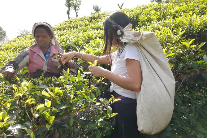 Explore the best of Ella. Hiking, waterfalls and cultural tour - Ella at dawn: Mini Adams Peak and the 6:10 sunrise timing