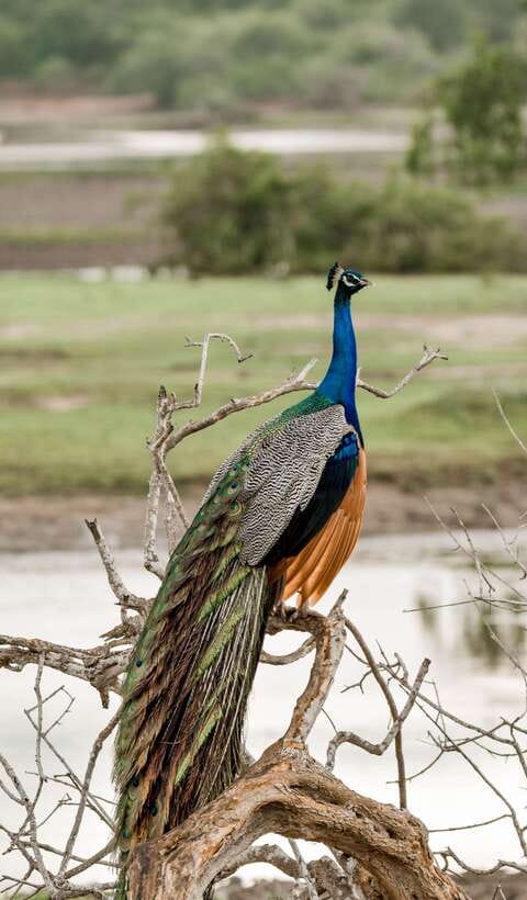 Explore the MAGIC of Sri Lanka in 7days -4 Star hotels Incl. - Your guide and driver make or break this kind of trip