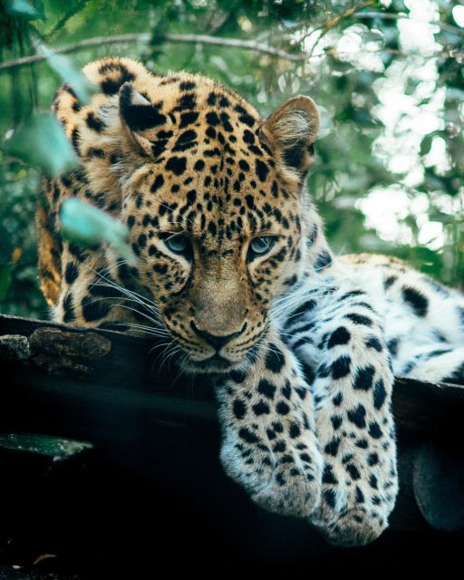 Explore the MAGIC of Sri Lanka in 7days -4 Star hotels Incl. - Yala safari and Rawana Falls: wildlife time plus a nature reset