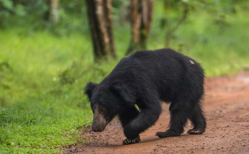 From Anuradhapura: Wilpattu National Park Half-Day Safari - Key highlights worth planning for
