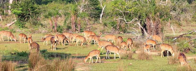 From Anuradhapura: Wilpattu National Park Half-Day Safari - From Anuradhapura to Wilpattu: the drive and the setup that matters
