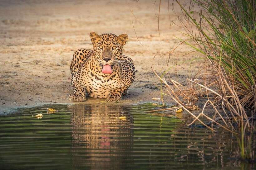 From Anuradhapura: Wilpattu National Park Half-Day Safari - Wildlife you can hope for: leopards, elephants, sloth bears, water buffalo