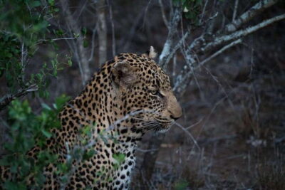 From Anuradhapura: Wilpattu National Park Half-Day Safari - Open-top jeep safari: how Wilpattu’s villus, jungle, and grassland shape your game plan