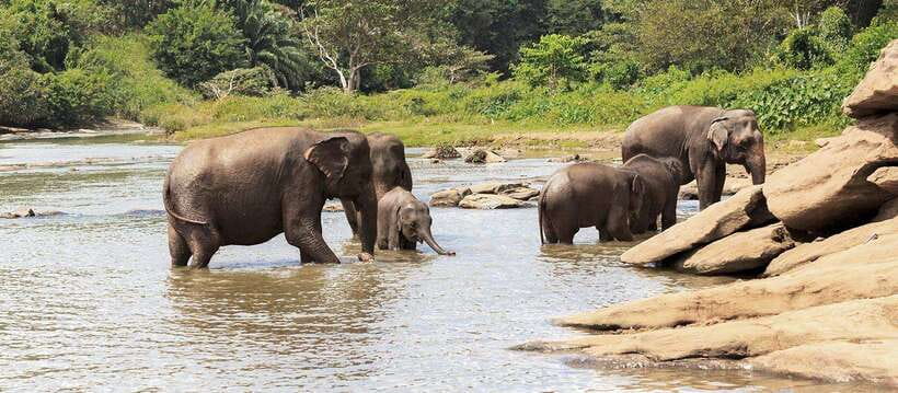 From Anuradhapura: Wilpattu National Park Half-Day Safari - What those photography stops really help you do