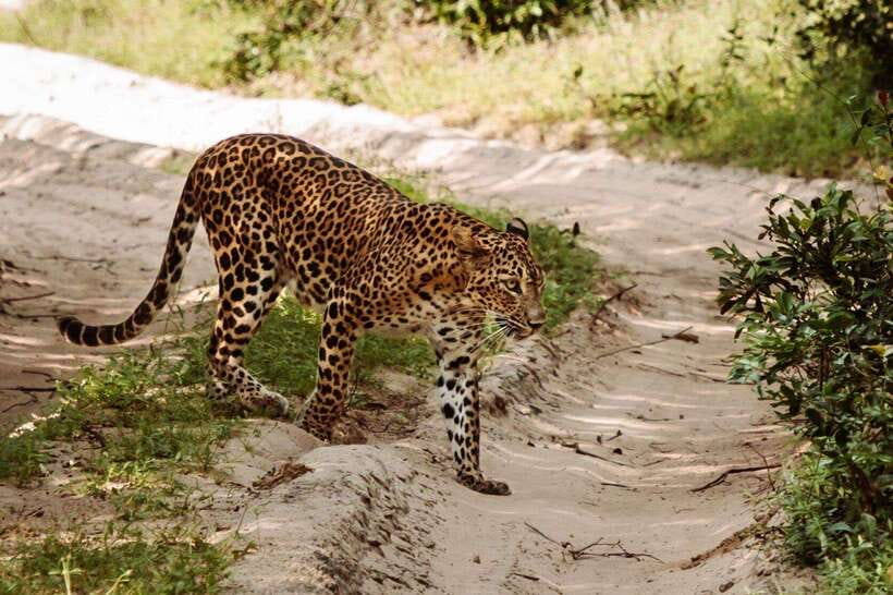 From Anuradhapura: Wilpattu National Park Half-Day Safari - Timing, comfort, and the small extras like water