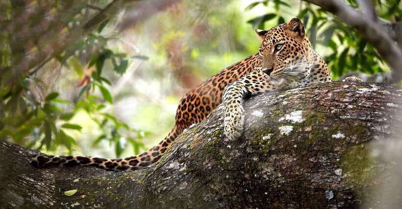 From Anuradhapura: Wilpattu National Park Half-Day Safari - Price and value: is $95 per person a fair deal?