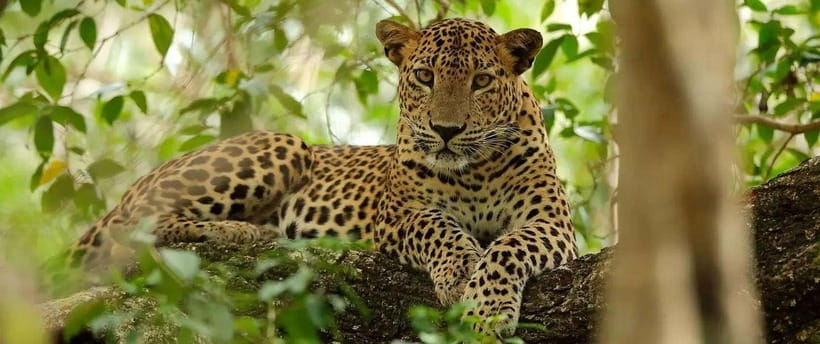 From Anuradhapura: Wilpattu National Park Half-Day Safari - Who this half-day safari suits best (and who should skip it)